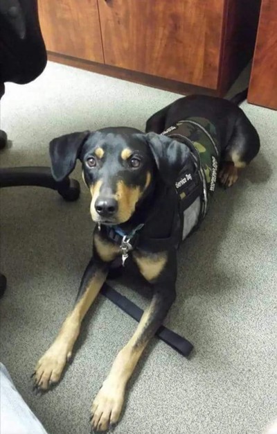 Rooster, Lance's service dog